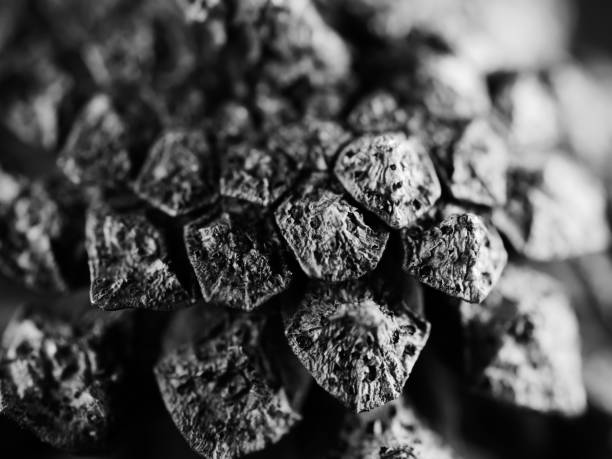 A grayscale studio shot of a pine cone on black background