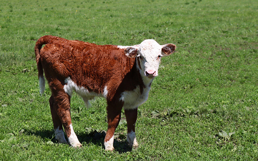 Little calf walking on grass field
