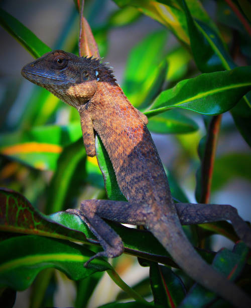 istock Sunlight on the brown chameleon 1441182915