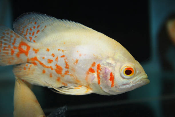 istock Closeup of an oscar fish  (Astronotus ocellatus) 1441182923
