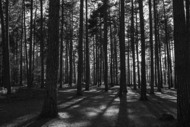 istock Grayscale shot of a sunny forest 1441182952