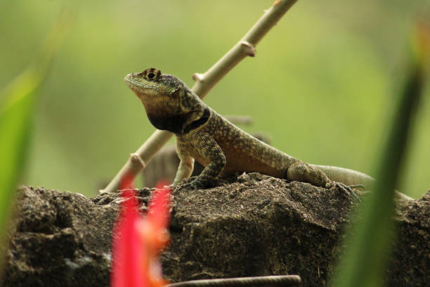 Selective focus shot of a lizard on a rock