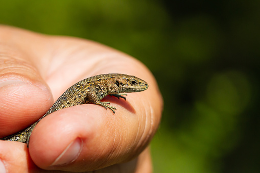 A male's hand holding a lizard on a blurry green background
