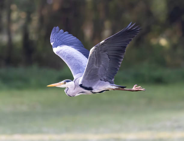 istock Flying gray heron on a blurred background 1441183939