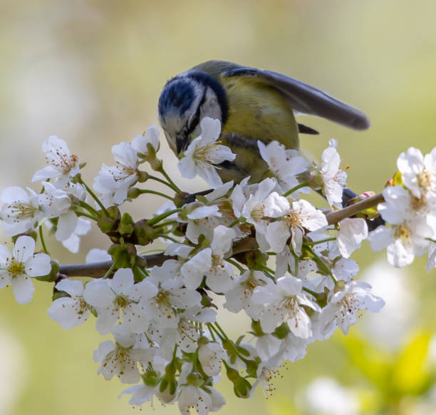 istock Blue tit perched on flowering tree branch 1441183964