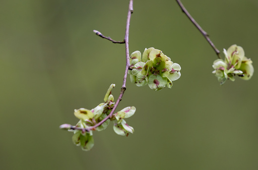 A closeup shot of immature fruits of a Scots elm (Ulmus glabra)