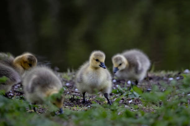 istock Flock of cute ducklings in a park on a blurred background 1441184126