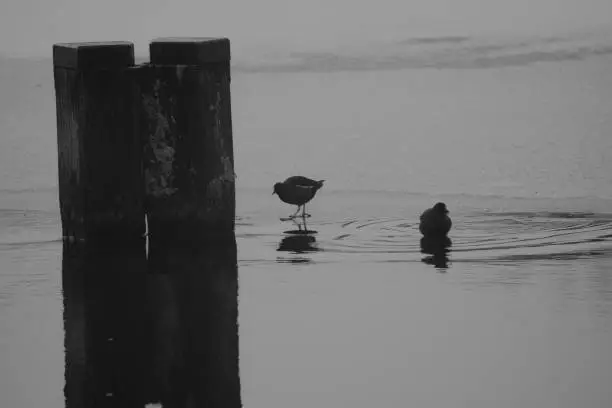 A closeup of two waterfowls at a lake in grayscale