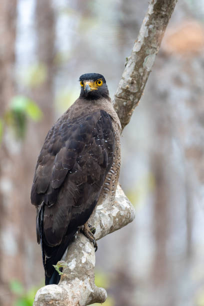 istock Vertical shot of a Crested serpent eagle perched on a tree branch 1441184274