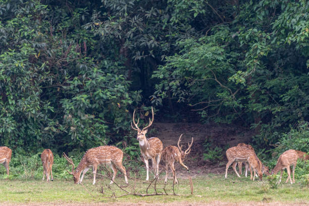 istock Closeup shot of deer in a forest 1441184390