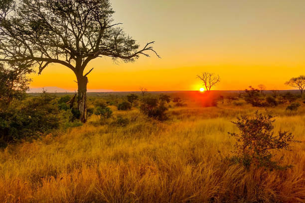 sonnenuntergang im krüger national park - kruger national park sunrise south africa africa stock-fotos und bilder