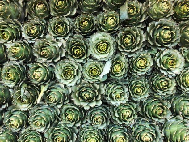 Artichoke