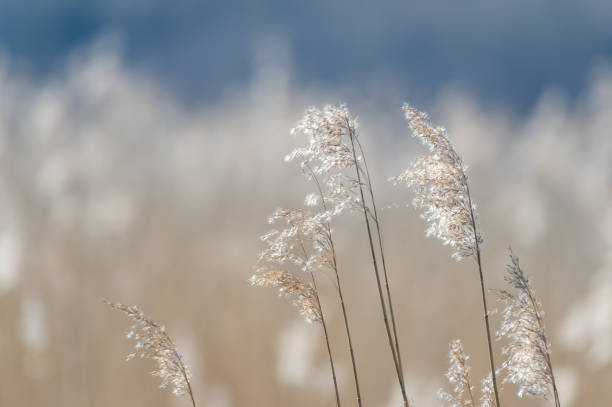 Selective focus shot of reeds waving in the wind