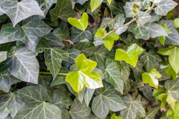 istock Closeup shot of growing ivy in a park 1441185196