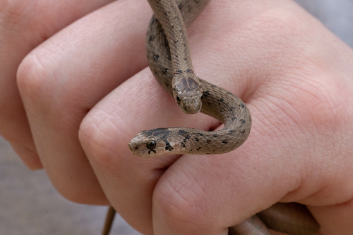 A selective focus shot of a person holding two newborn baby brown snakes known as Storeria dekayi
