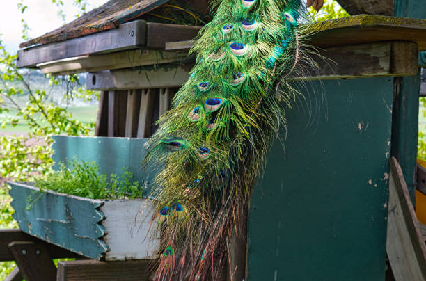 istock Bright tail of a peacock sitting on the old wooden construction 1441185393