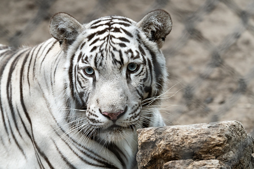 A closeup shot of a beautiful white tiger