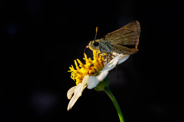 A closeup of a butterfly on a flower