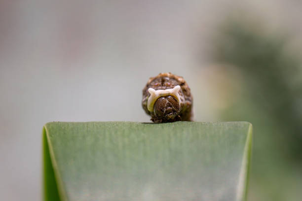 istock Closeup of a Caterpillar on a green leaf 1441185683