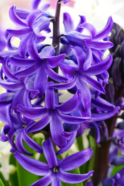 istock Vertical shot of a purple hyacinth outdoors under sunlight 1441186267