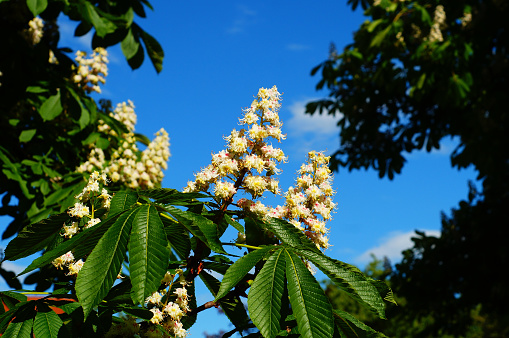 Inflorescence of the horse chestnut against the blue sky. At the beginning the flowers show a yellow centre. After fertilisation this becomes red.