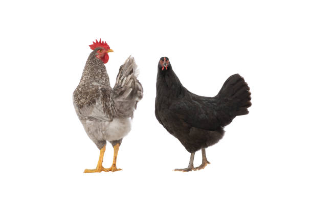 istock gray rooster and hen isolated on white background 1441186636