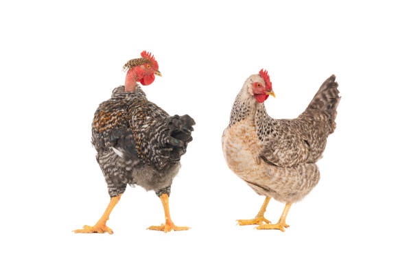 istock gray rooster gray laying hen isolated on white background 1441186679