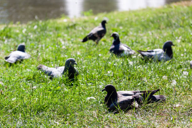 Beautiful Wood Pigeon (Columba palumbus) searching for food on a garden lawn.