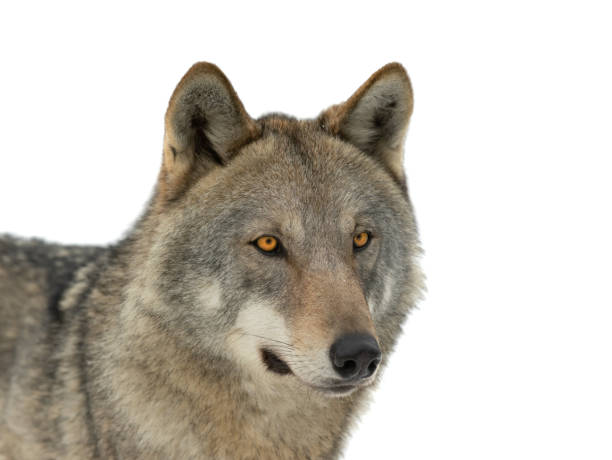 istock portrait of a she-wolf isolated on white background 1441186719