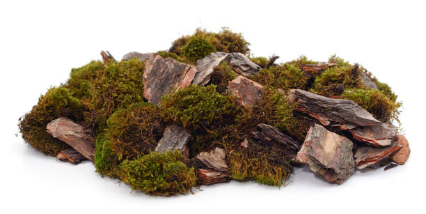istock A pile of bark and moss. 1441186819