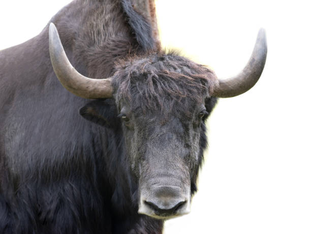 istock portrait yak isolated on white background 1441186825