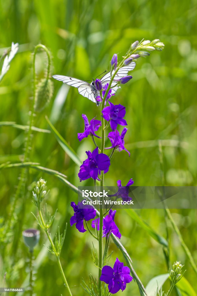 Toma Vertical De Una Flor De Larkspur Bifurcada Púrpura Con Una Mariposa Blanca De Venas Negras En Ella Foto de stock y más banco de imágenes de Aire libre - iStock Toma Vertical De Una Flor De Larkspur Bifurcada Púrpura Con Una Mariposa Blanca De Venas Negras En Ella Foto de stock y más banco de imágenes de Aire libre - iStock