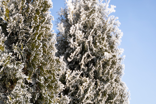 Green leaves of Thuja trees covered with frost with soft sunlight. Thuja twig with snow. Evergreen coniferous tree. A branch of a juniper tree in the snow. Winter background