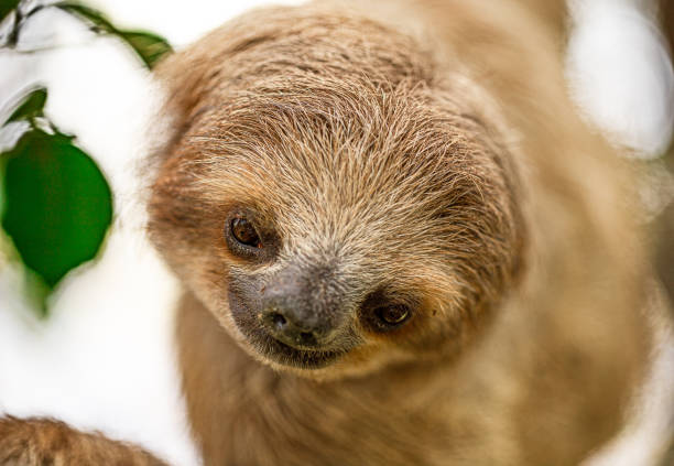 Close up of a two-toed sloth with her baby on her belly, native to South America.
