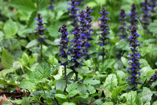 primer plano de flores azules de ajuga reptans atropurpurea en primavera. - ajuga fotografías e imágenes de stock