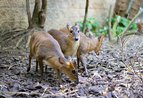 Closeup of adorable Vietnam mouse-deers (Tragulus versicolor) in the park