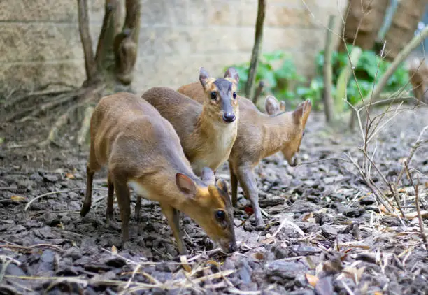 Photo of Closeup of adorable Vietnam mouse-deers (Tragulus versicolor) in the park