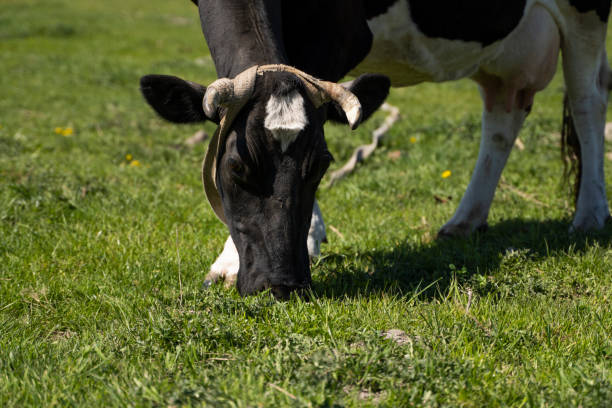 istock Black and white cow on a summer pasture eats a grass. 1441187484