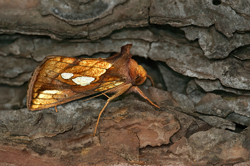 A close-up shot of a colorful gold spot moth, Plusia festucae on a piece of wood