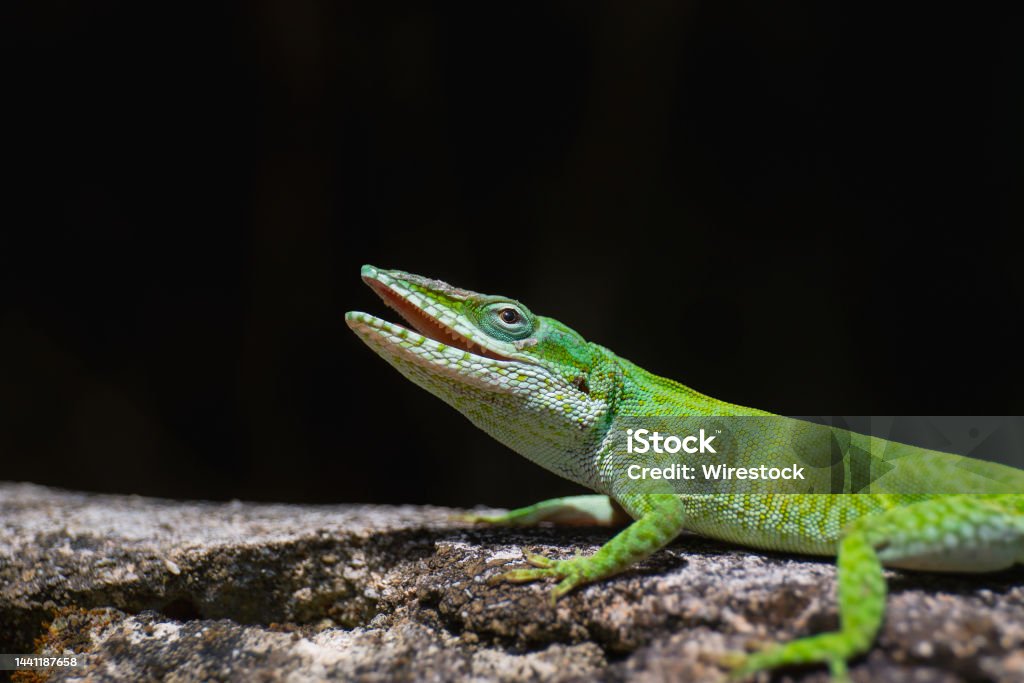 Closeup shot of a Green anole lizard A closeup shot of a Green anole lizard Green Color Stock Photo