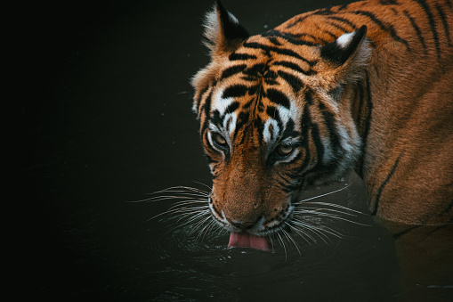 A closeup shot of a beautiful Bengal tiger drinking water from the lake