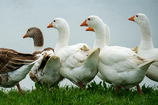 A closeup shot of white and brown ducks grouped together in a rural green field