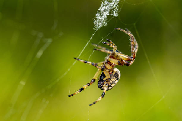 istock Closeup shot of a spider on a cobweb 1441187738