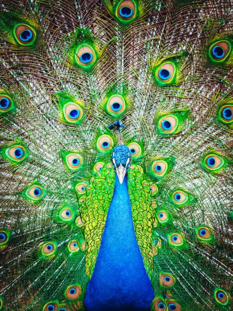 A front view of blue peacock with colorful open feathers