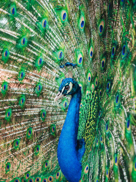 istock Beautiful peacock with mesmerizing green feathers 1441187869