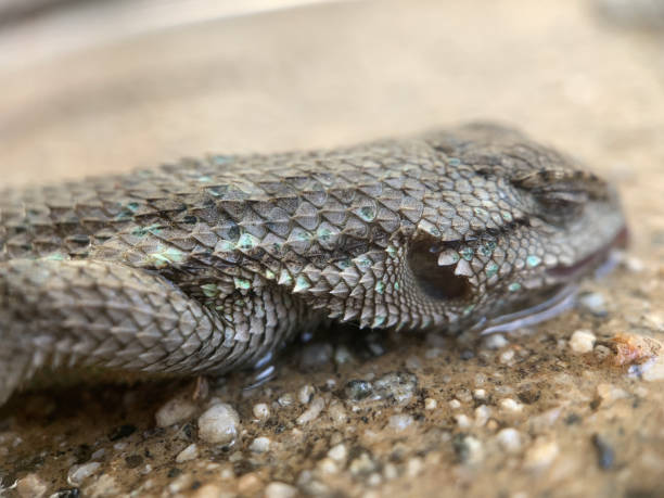 istock Closeup shot of a sleeping lizard on a concrete surface 1441187963