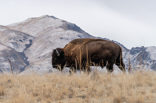 A beautiful closeup view of bison standing in the field and the mountains in the background