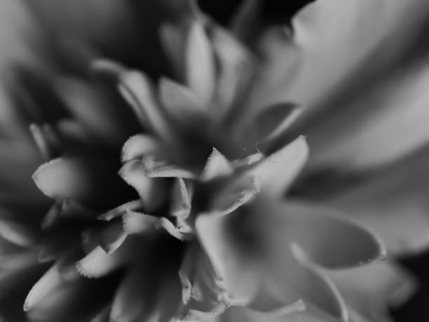 istock Dramatic grayscale of flower petals on blurred background 1441188042