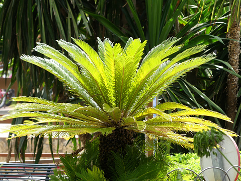 A closeup of a growing sago palm with symmetrical leaves