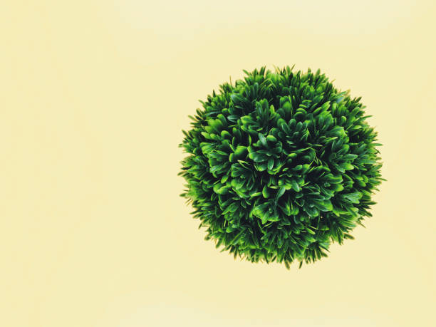 istock Boxwood ball on pastel yellow background for a copy space 1441188141